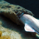 Image for article titled First Ever Photo of a Shark Eating Another Shark